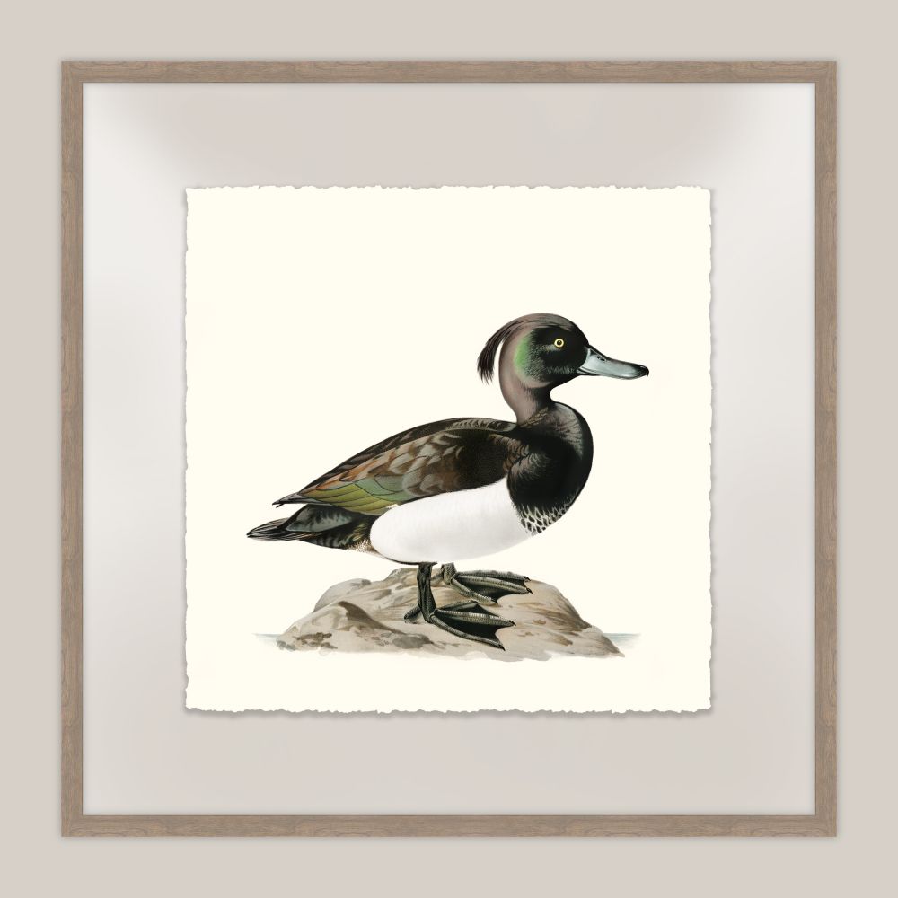 Shore Birds II