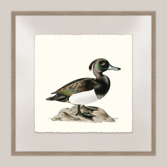 Shore Birds II