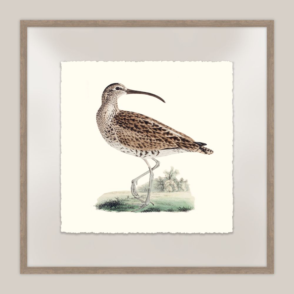 Shore Birds III