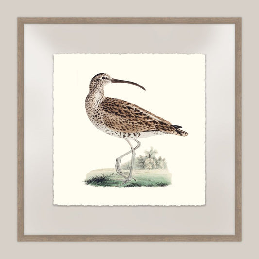 Shore Birds III