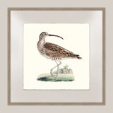 Shore Birds III