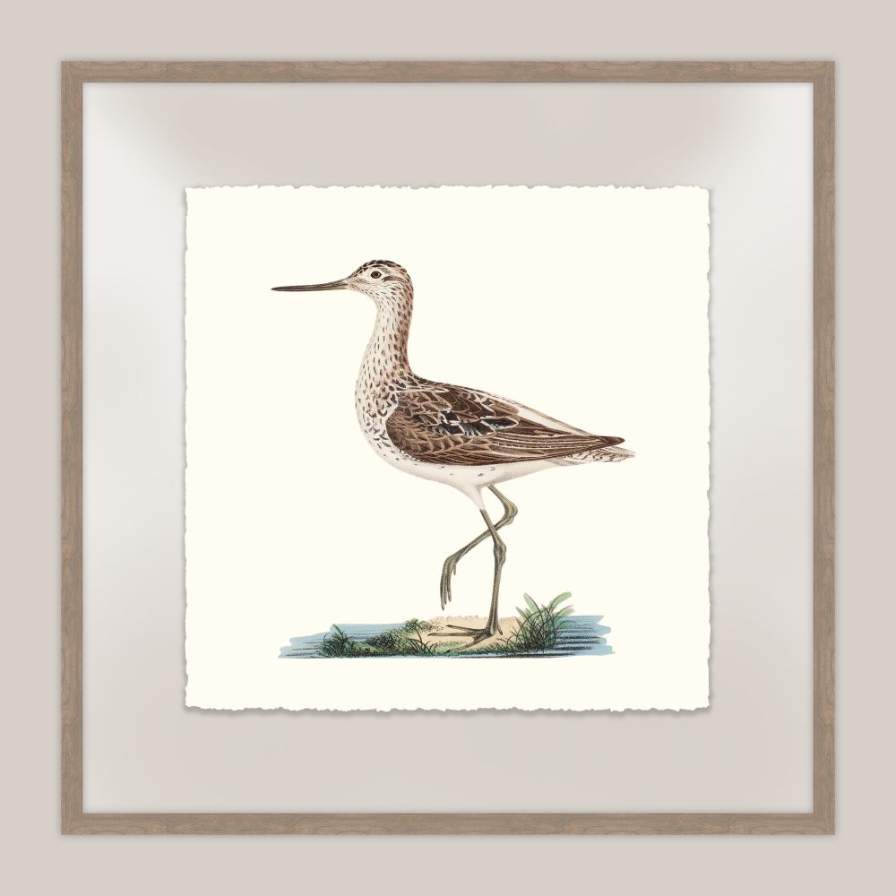 Shore Birds IV