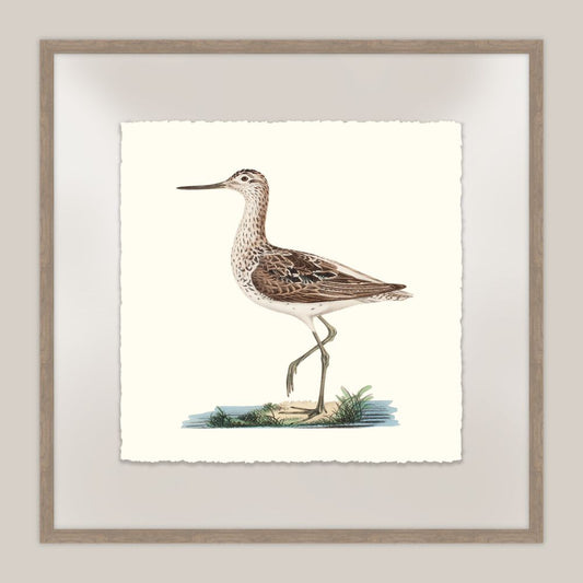 Shore Birds IV