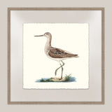 Shore Birds IV