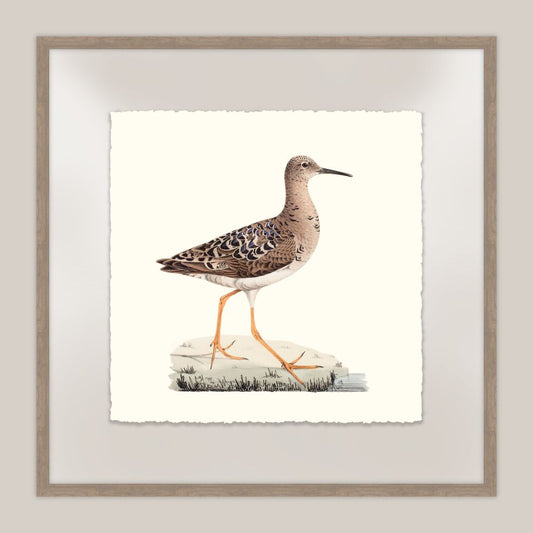 Shore Birds V