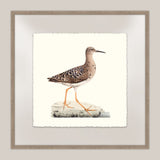 Shore Birds V