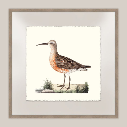 Shore Birds VI