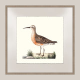 Shore Birds VI