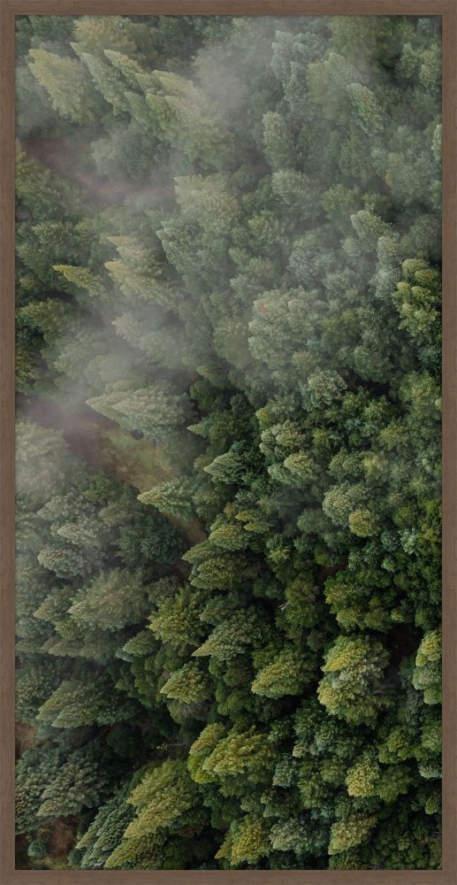 Forrest View I