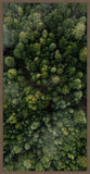 Forrest View II