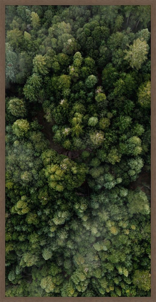 Forrest View II
