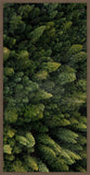 Forrest View III