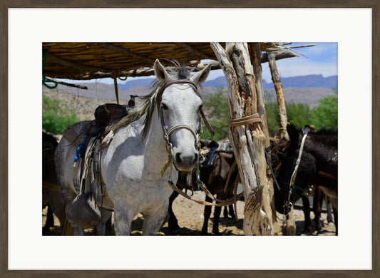 Ranch Life