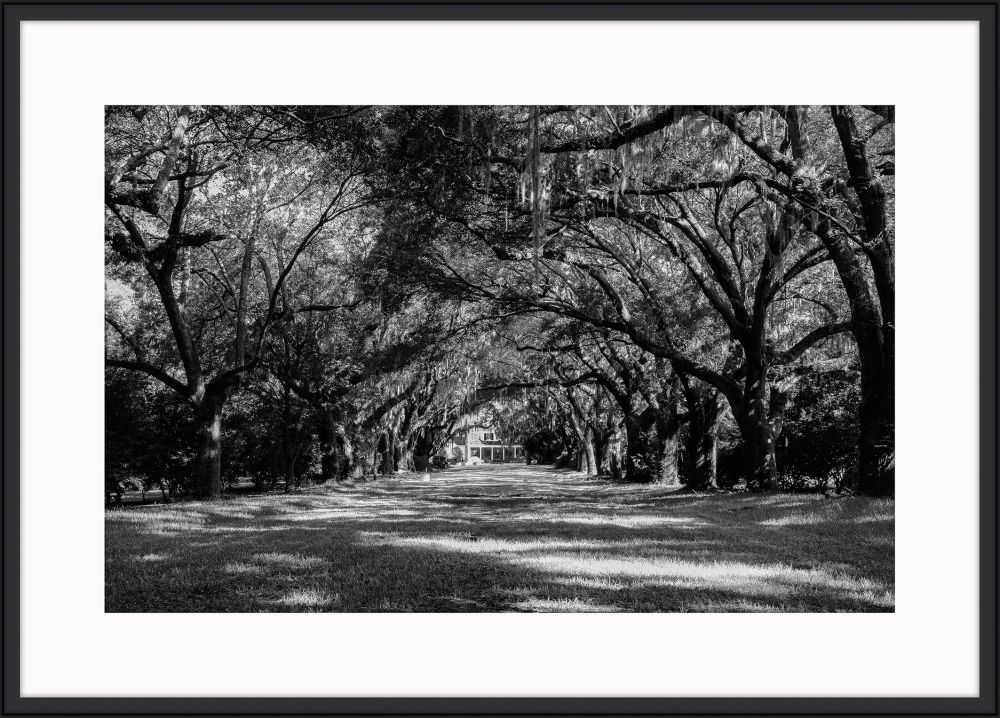 Carolina  Oaks