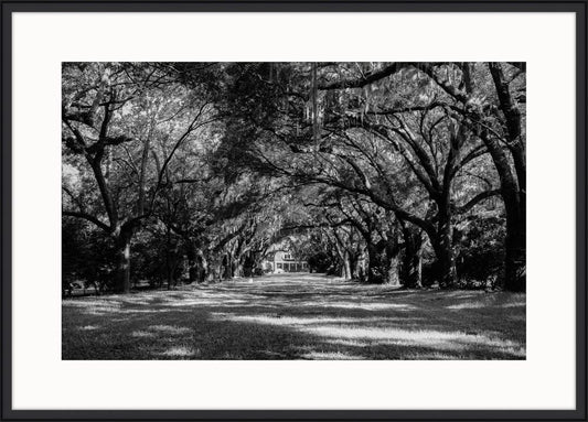 Carolina  Oaks