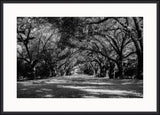 Carolina  Oaks