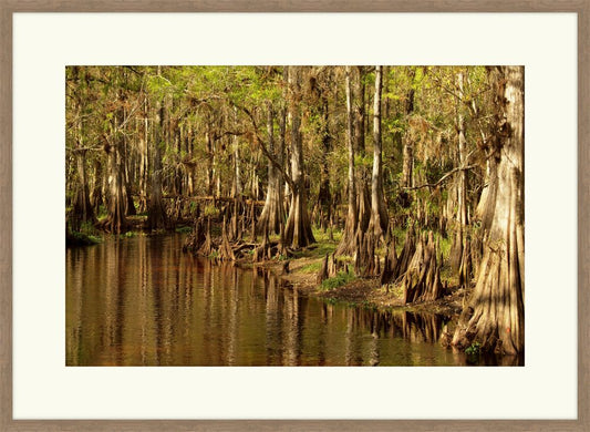 Cypress Knees
