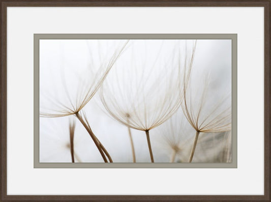Gossamer Seeds I