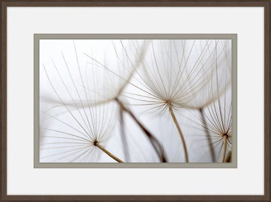 Gossamer Seeds II