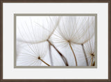 Gossamer Seeds II