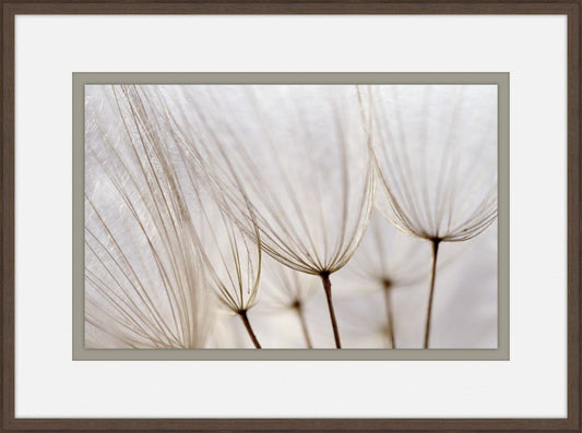 Gossamer Seeds III