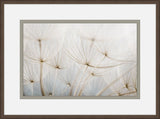 Gossamer Seeds IV