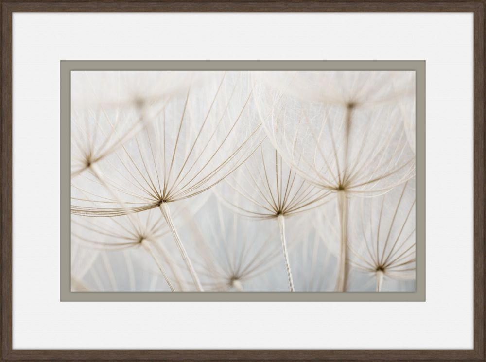Gossamer Seeds VI