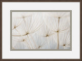 Gossamer Seeds VI
