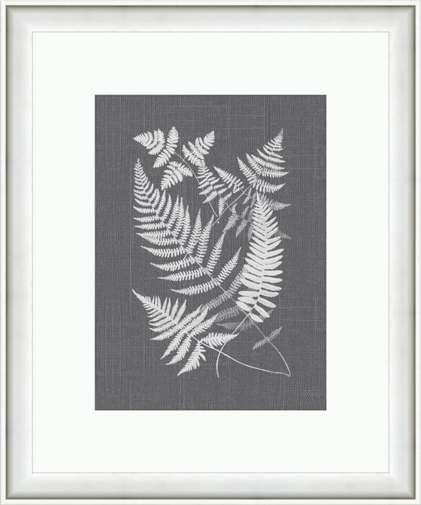 Buckle Ferns on Gray