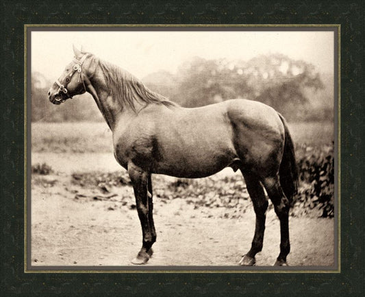 Horse II