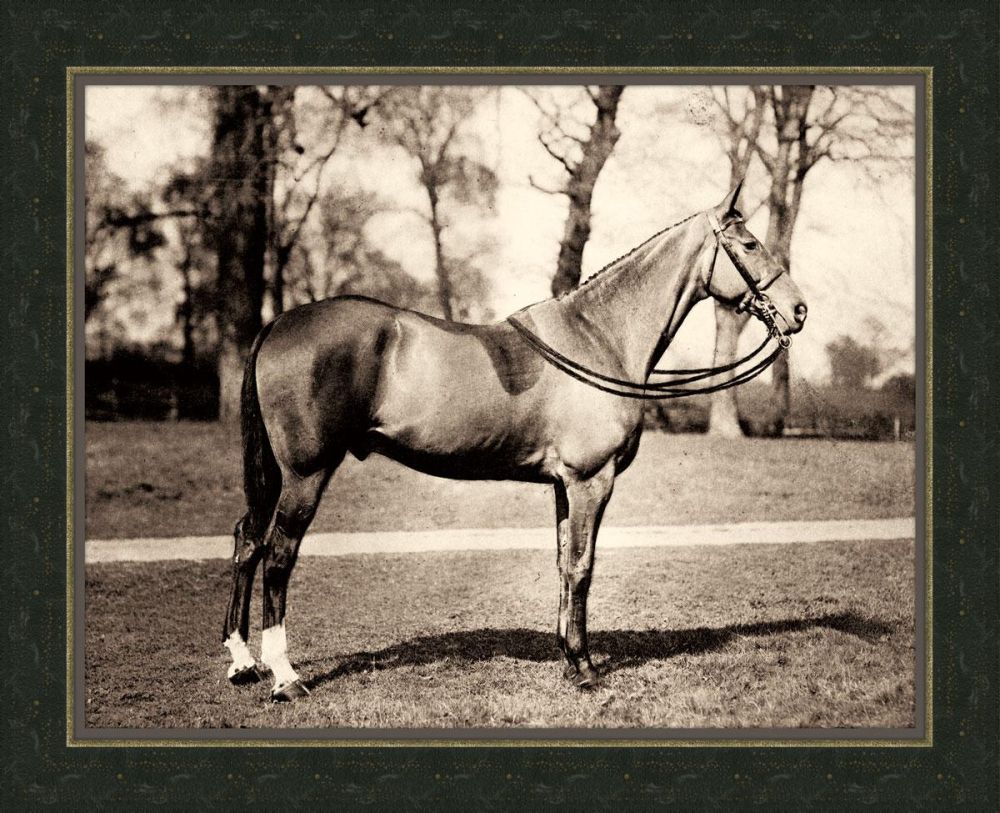 Horse IV