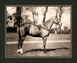 Horse IV