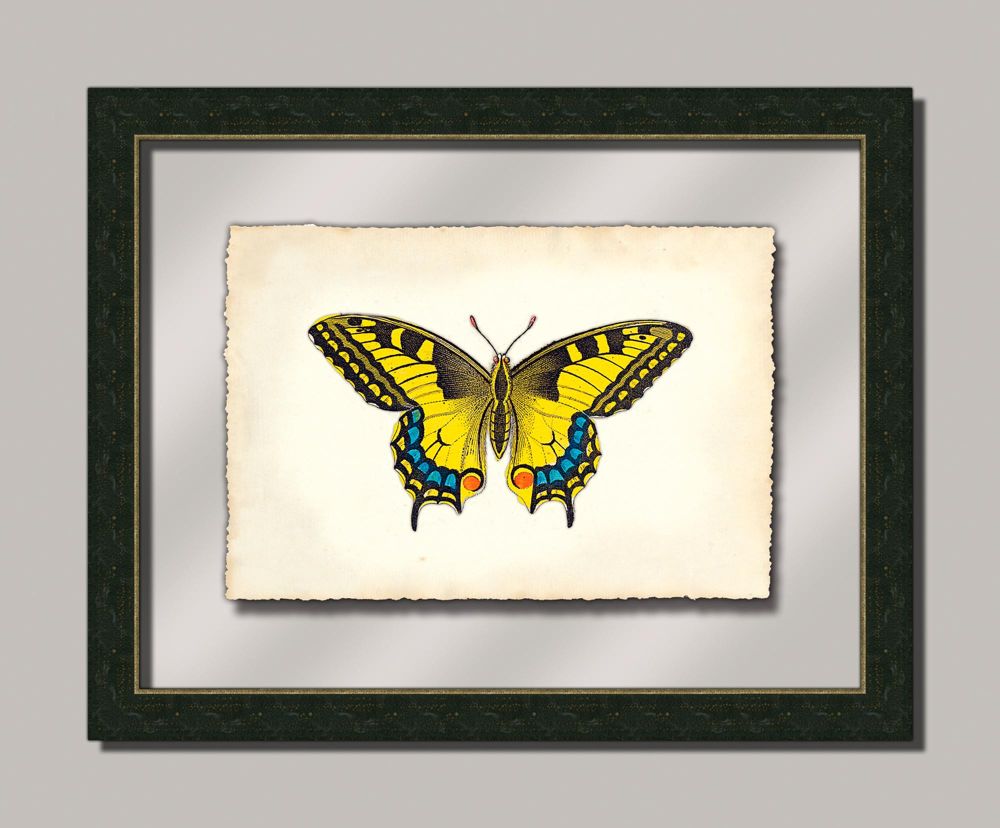 Butterfly XI