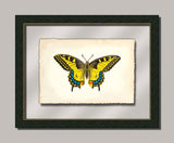 Butterfly XI