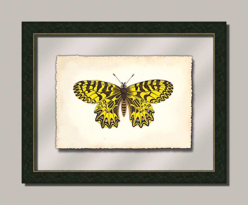 Butterfly I