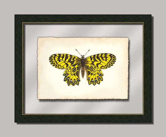 Butterfly I