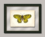 Butterfly I