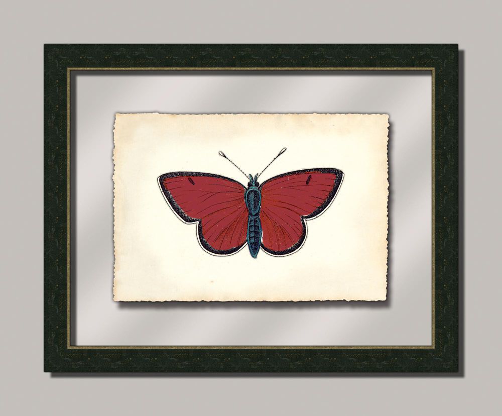 Butterfly II