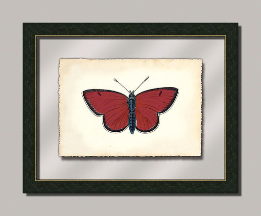 Butterfly II