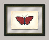 Butterfly II