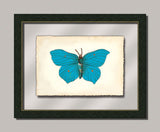 Butterfly III
