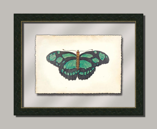 Butterfly IV