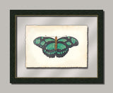 Butterfly IV