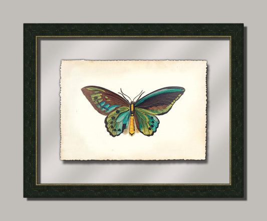 Butterfly V