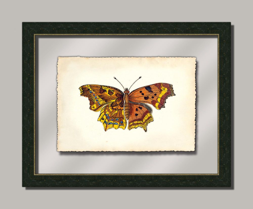 Butterfly VI