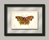 Butterfly VI