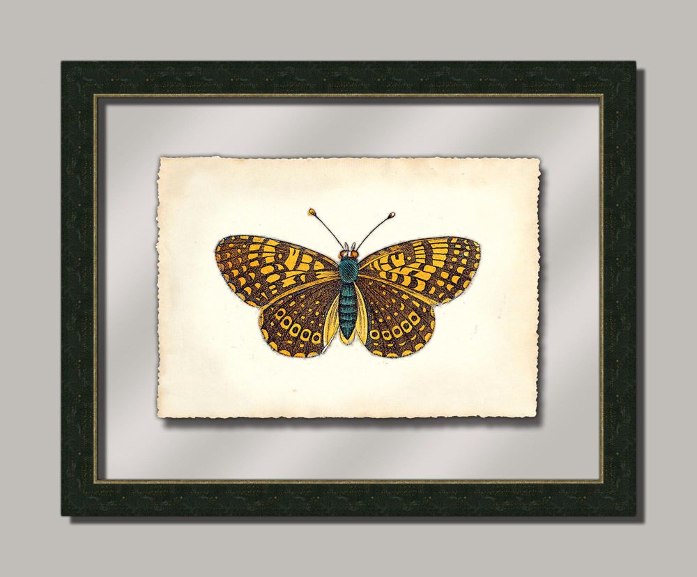 Butterfly VIII