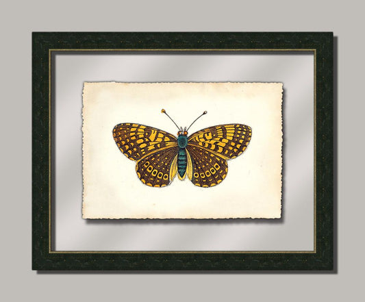 Butterfly VIII