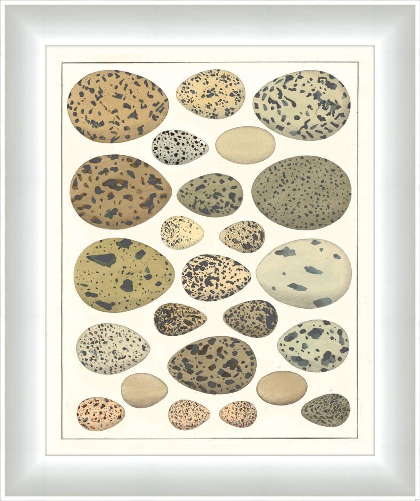 Eggs I