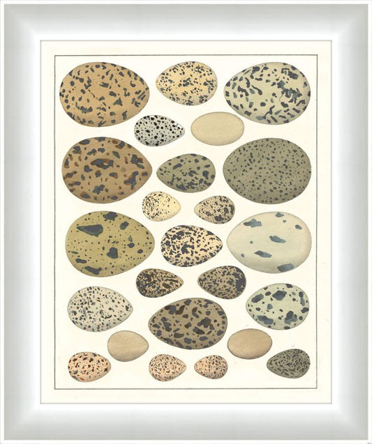 Eggs I